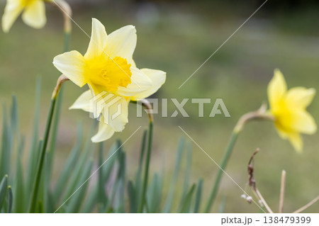 道端に咲くスイセンの花 道端に咲くスイセンの花 138479399