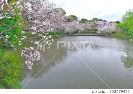 花曇りの鶴岡八幡宮源氏池と桜 花曇りの鶴岡八幡宮源氏池と桜 138479476