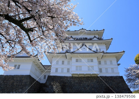 日本の春 小田原城の天守閣と桜 138479506