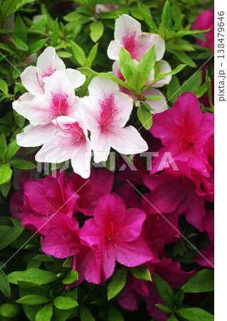 ヒラドツツジの花 ヒラドツツジの花 138479646
