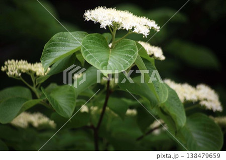 林間に咲くミズキの花 林間に咲くミズキの花 138479659