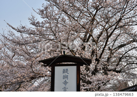 醍醐寺 霊宝館前のサクラ(京都市伏見区) 醍醐寺 霊宝館前のサクラ(京都市伏見区) 138479663