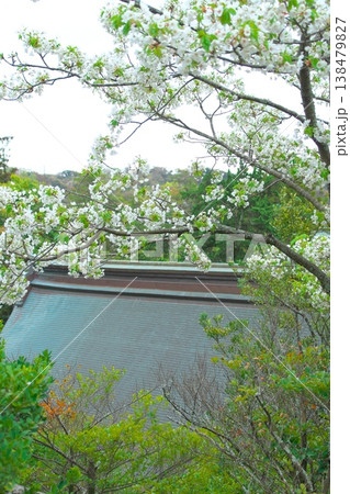 花曇りの鎌倉鶴岡八幡宮 下宮の屋根と桜 花曇りの鎌倉鶴岡八幡宮 下宮の屋根と桜 138479827
