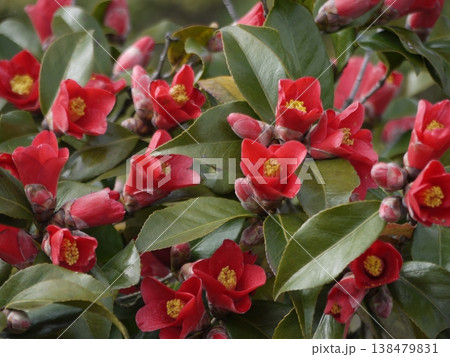 ヤブツバキの赤い花 138479831