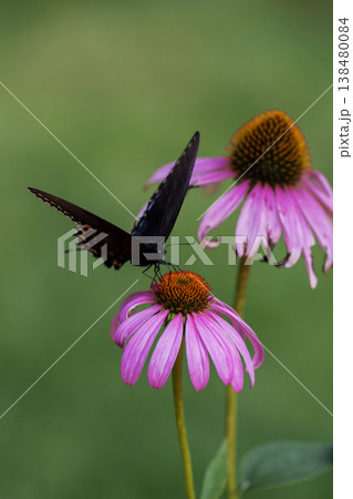 Spicebush Swallowtail Butterfly on a Coneflower, Ohio Spicebush Swallowtail Butterfly on a Coneflower, Ohio 138480084