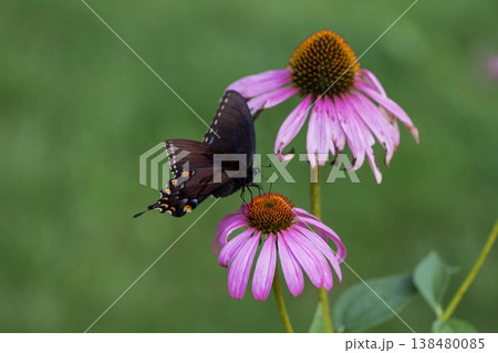 Spicebush Swallowtail Butterfly on a Coneflower, Ohio 138480085