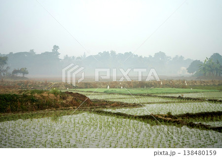 Foggy morning landscape of rural paddy fields with water reflection and distant trees in West Bengal 138480159