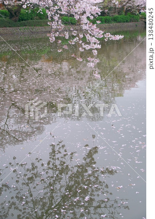 花曇りの源氏池　水面に映る桜の花陰 138480245