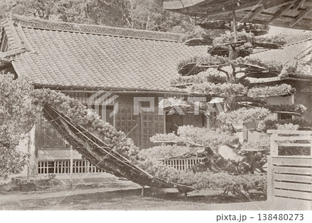古写真 1894年 京都 金閣寺の陸舟の松 古写真 1894年 京都 金閣寺の陸舟の松 138480273