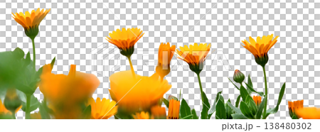 カレンデュラの花 カレンデュラの花 138480302