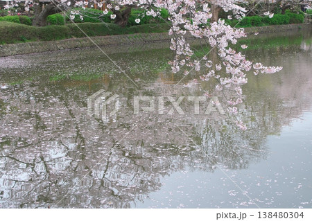 花曇りの源氏池 水面に映る桜の花陰 花曇りの源氏池 水面に映る桜の花陰 138480304