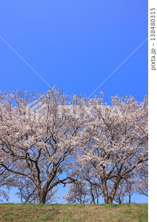 日吉津村の桜堤 5 日吉津村の桜堤 5 138480315