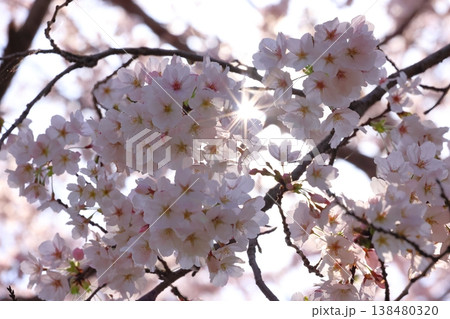 日吉津村の桜堤 2 日吉津村の桜堤 2 138480320