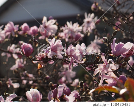 夕日を浴びたピンクのシデコブシの花(花とつぼみをつけた辛夷の枝) 夕日を浴びたピンクのシデコブシの花(花とつぼみをつけた辛夷の枝) 138480483