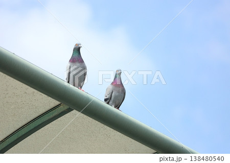 屋根の上にいる鳩 屋根の上にいる鳩 138480540