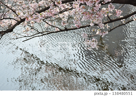 水面に映る桜と光の波紋 138480551