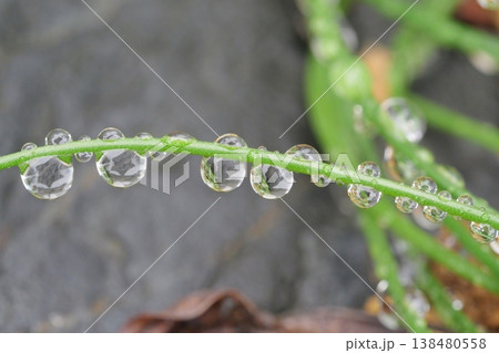 植物と水滴 植物と水滴 138480558