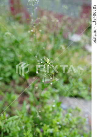花を見て春を感じるとき 花を見て春を感じるとき 138480585