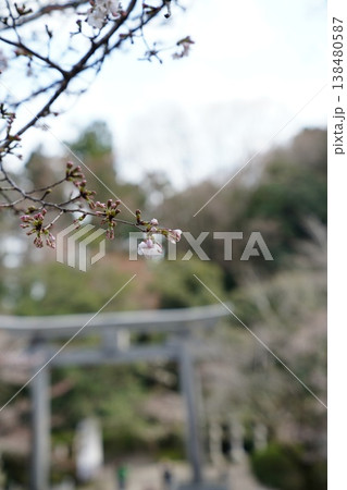 花を見て春を感じるとき 138480587