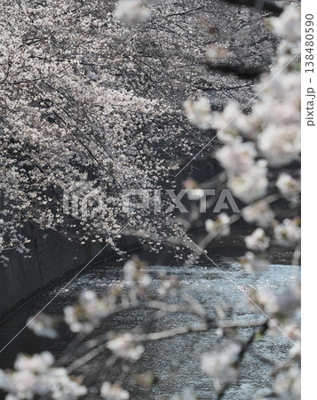 花を見て春を感じるとき 花を見て春を感じるとき 138480590