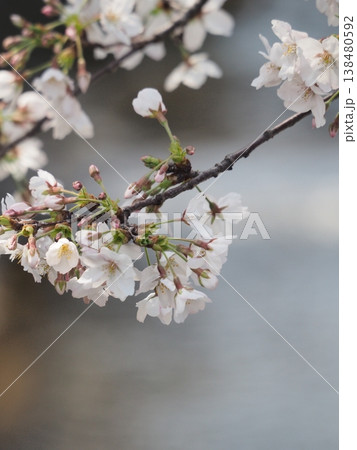 花を見て春を感じるとき 138480592