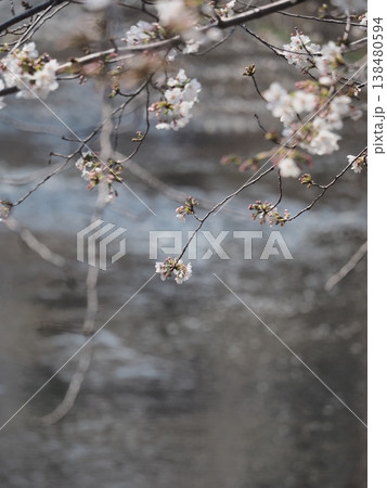花を見て春を感じるとき 花を見て春を感じるとき 138480594