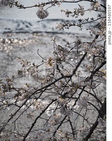 花を見て春を感じるとき 花を見て春を感じるとき 138480597