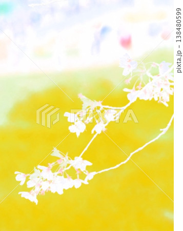 花を見て春を感じるとき 花を見て春を感じるとき 138480599