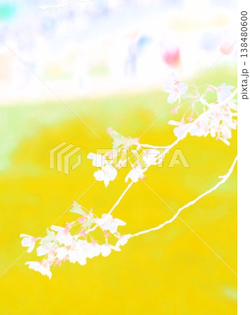 花を見て春を感じるとき 138480600