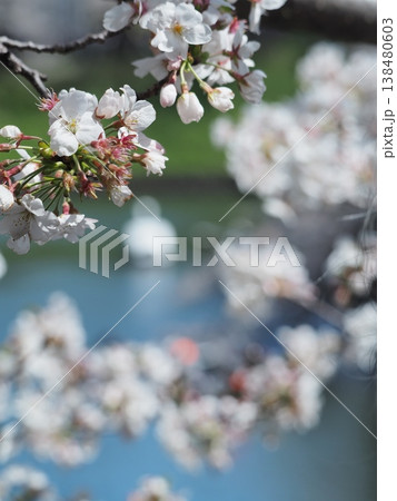 花を見て春を感じるとき 花を見て春を感じるとき 138480603