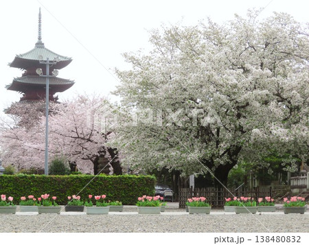 東京都大田区池上本門寺の桜並木 138480832