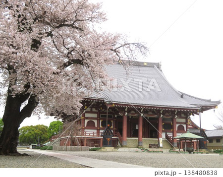 東京都大田区池上本門寺 大堂と桜 東京都大田区池上本門寺 大堂と桜 138480838