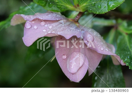 花と水滴 花と水滴 138480903