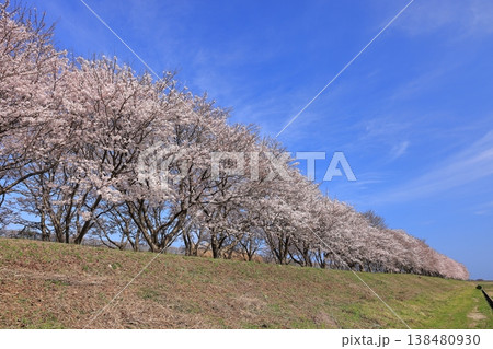日吉津村の桜堤 18 日吉津村の桜堤 18 138480930