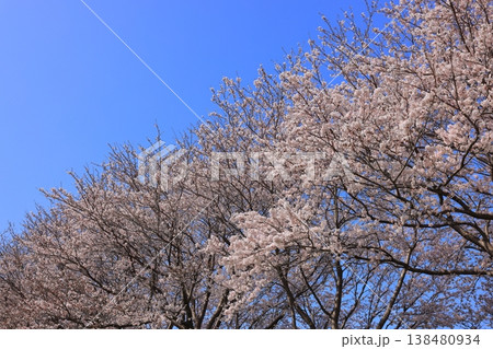 日吉津村の桜堤 14 日吉津村の桜堤 14 138480934