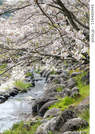 菊池の桜の名所 菊池の桜の名所 138480949