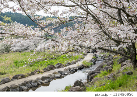 菊池の桜の名所 菊池の桜の名所 138480950