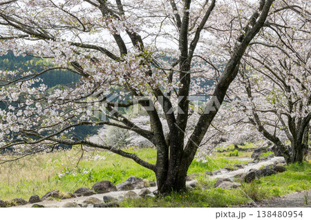菊池の桜の名所 138480954