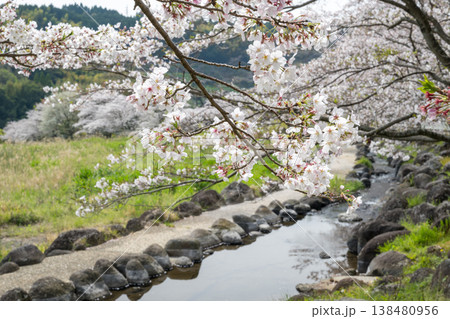 菊池の桜の名所 138480956