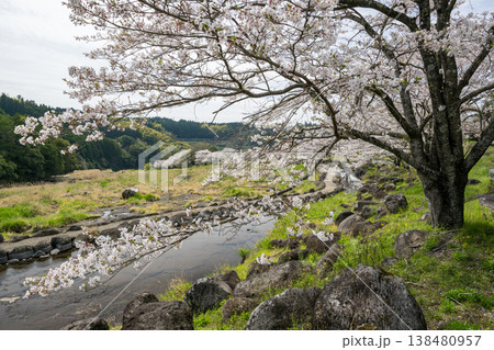 菊池の桜の名所 菊池の桜の名所 138480957