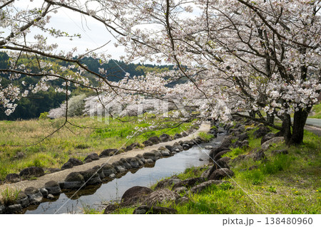 菊池の桜の名所 138480960