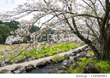 菊池の桜の名所 菊池の桜の名所 138480961