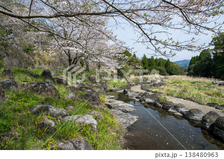 菊池の桜の名所 138480963