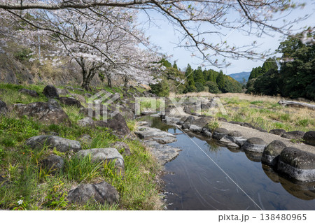 菊池の桜の名所 138480965