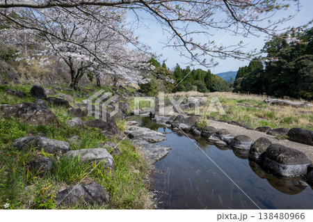 菊池の桜の名所 138480966