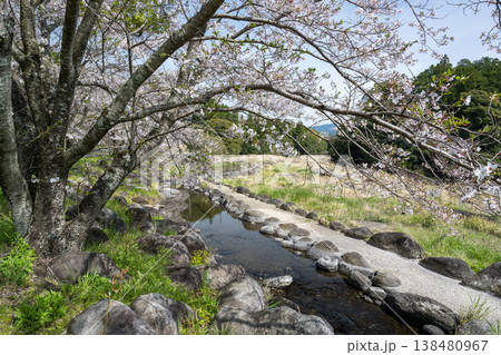 菊池の桜の名所 138480967