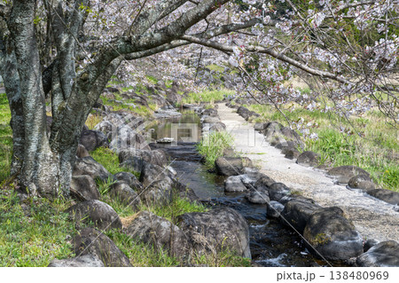 菊池の桜の名所 菊池の桜の名所 138480969