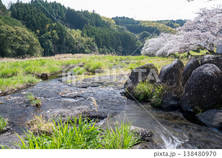 菊池の桜の名所 菊池の桜の名所 138480970