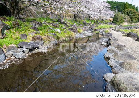 菊池の桜の名所 菊池の桜の名所 138480974