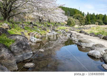 菊池の桜の名所 138480980